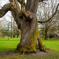 Mottisfont Abbey - 29 March 2015 / Old Oak tree in Mottisfont Abbey