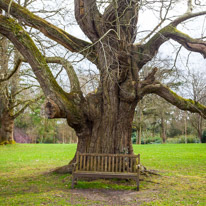 Mottisfont Abbey - 29 March 2015 / Old Oak tree in Mottisfont Abbey