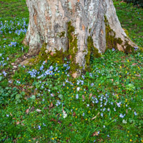 Mottisfont Abbey - 29 March 2015 / Flowers