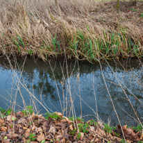 Mottisfont Abbey - 29 March 2015 / River near Mottisfont Abbey