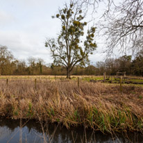 Mottisfont Abbey - 29 March 2015 / River near Mottisfont Abbey