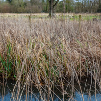 Mottisfont Abbey - 29 March 2015 / River near Mottisfont Abbey