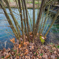 Mottisfont Abbey - 29 March 2015 / River near Mottisfont Abbey