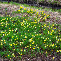 Mottisfont Abbey - 29 March 2015 / Flowers