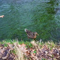 Mottisfont Abbey - 29 March 2015 / Duck