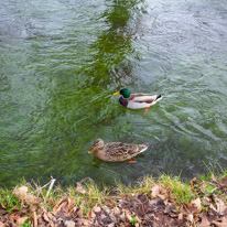 Mottisfont Abbey - 29 March 2015 / Ducks