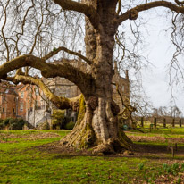Mottisfont Abbey - 29 March 2015 / Very Old Oak Tree