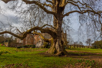 Mottisfont Abbey - 29 March 2015 / Very Old Oak Tree