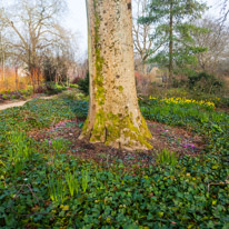 Mottisfont Abbey - 12 March 2016 / a tree...