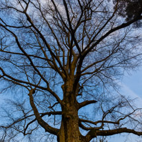 Mottisfont Abbey - 12 March 2016 / another tree
