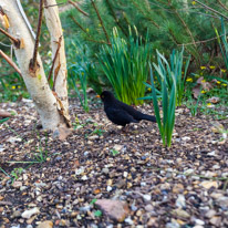 Mottisfont Abbey - 12 March 2016 / Photo taken by Oscar