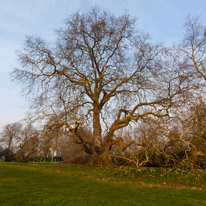 Mottisfont Abbey - 12 March 2016 / My friend the old oak