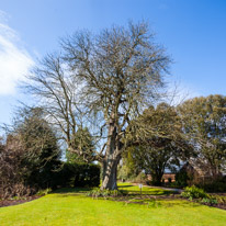 Hinton Ampner - 27 March 2016 / Old tree