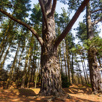 Exbury Garden - 02 April 2016 / Tree