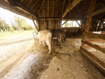 Manor Farm Country Park - 04 April 2016 / Farm