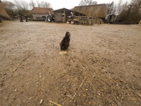 Manor Farm Country Park - 04 April 2016 / Farm