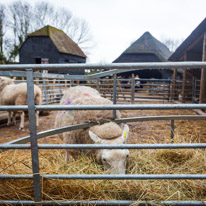 Manor Farm Country Park - 04 April 2016 / sheep