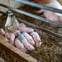 Manor Farm Country Park - 04 April 2016 / Small piglets