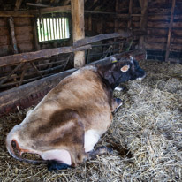 Manor Farm Country Park - 04 April 2016 / Big cow