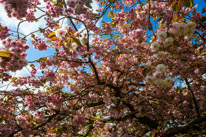 Hinton Ampner - 15 May 2016 / beautiful trees