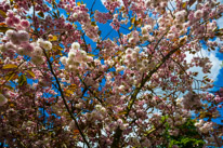 Hinton Ampner - 15 May 2016 / beautiful trees