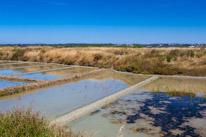 Guerande - 12 August 2016 / Salt marshes near Guerande