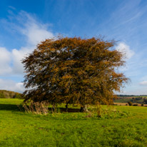 Uppark - 22 October 2016 / I just love this tree