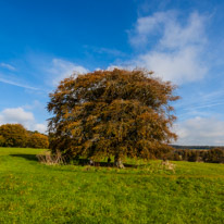 Uppark - 22 October 2016 / I just love this tree