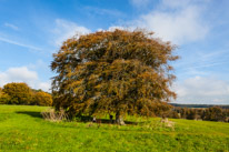 Uppark - 22 October 2016 / I just love this tree