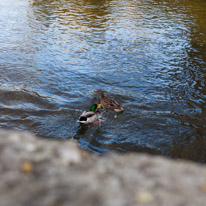 Mottisfont Abbey - 21 January 2017 / ducks
