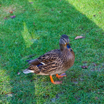 Mottisfont Abbey - 21 January 2017 / ducks