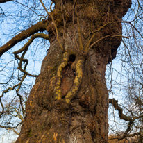 Mottisfont Abbey - 21 January 2017 / special tree