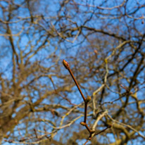 Mottisfont Abbey - 21 January 2017 / Tree
