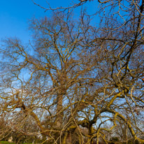 Mottisfont Abbey - 21 January 2017 / Tree