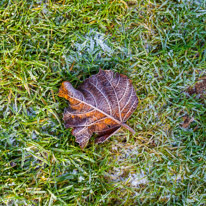 Mottisfont Abbey - 21 January 2017 / frozen leaf