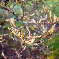 Mottisfont Abbey - 21 January 2017 / Spring is coming