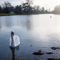 The Vyne - 05 February 2017 / The Vyne