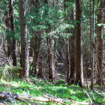 Chamonix - 12 April 2017 / Forest