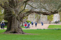 Mottisfont Abbey - 16 April 2017 / One of the oldest tree in the UK