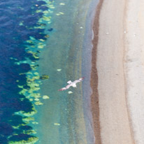 Durdle Door - 23 April 2017 / Seagull