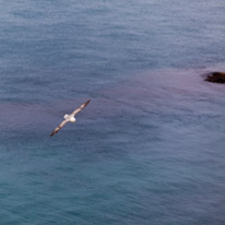 Durdle Door - 23 April 2017 / Seagull