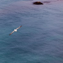 Durdle Door - 23 April 2017 / Seagull