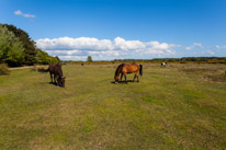 Holmsley - 29 April 2017 / Beautiful countryside