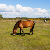 Holmsley - 29 April 2017 / New forest