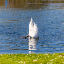 The Vyne and Maidensgrove - 07 May 2017 / Swan