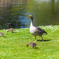 The Vyne and Maidensgrove - 07 May 2017 / The family