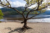 Scotland - 19 May 2017 / Tree by the loch