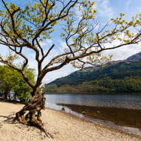 Scotland - 19 May 2017 / Tree by the Loch