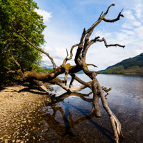 Scotland - 19 May 2017 / Tree by the Loch