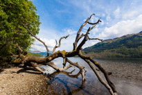 Scotland - 19 May 2017 / Tree by the Loch